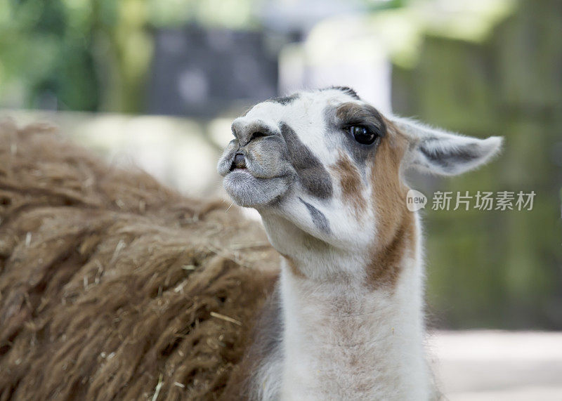 拉玛(Lama glama)的特写镜头